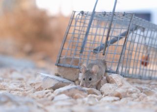 méthodes pour se débarrasser des rats